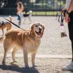 How to Socialize Your Dog at the Park: Tips for a Safe First Visit