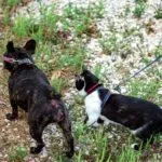 What Behaviours Are Not Acceptable At The Dog Park?