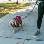 Can You Train A Dog To Behave Better At The Dog Park?