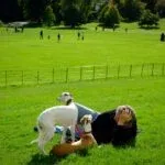 How Clean Are Dog Parks And Who Maintains Them?