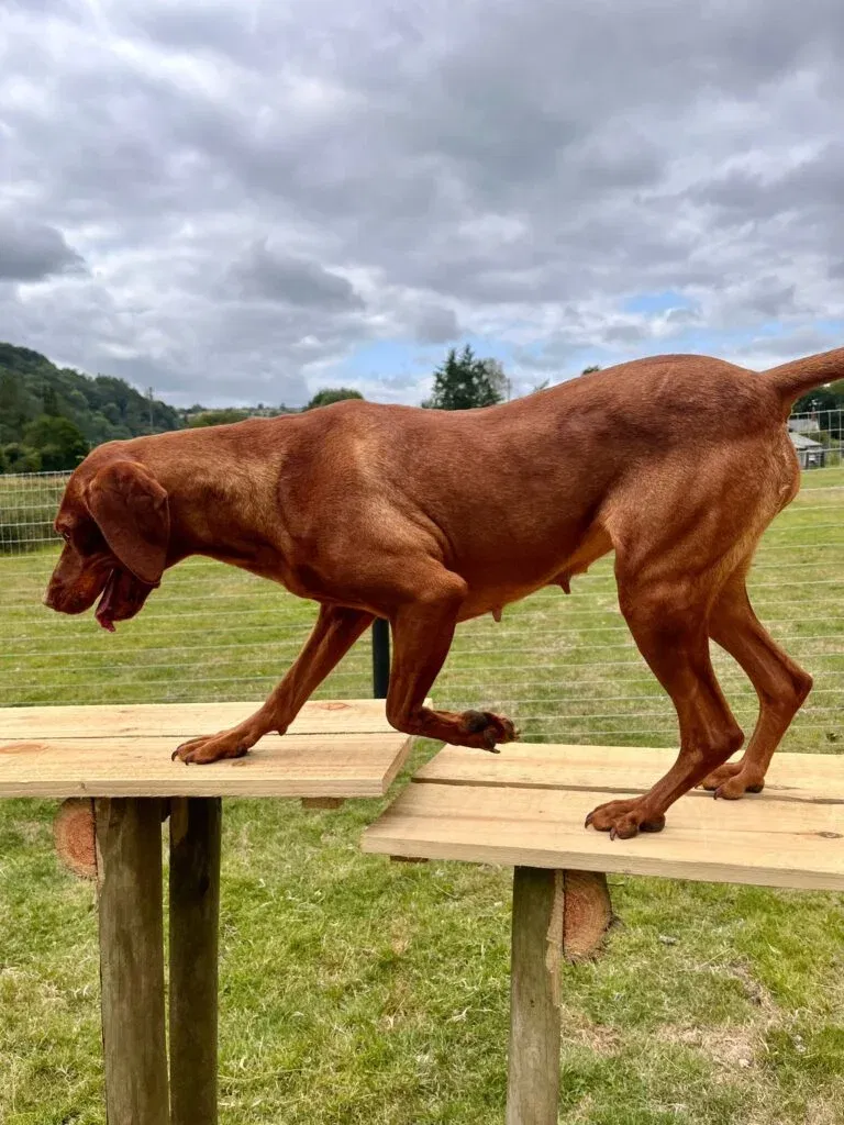 Agility Training at Panpwnton Dog Park 768x1024