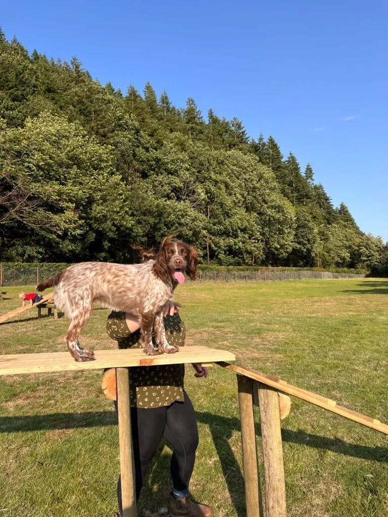 Dog Trainer at Panpwnton Dog Park 768x1024